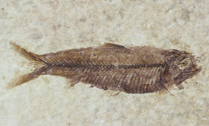 Small, Knightia Fossil Fish - Wyoming #47499